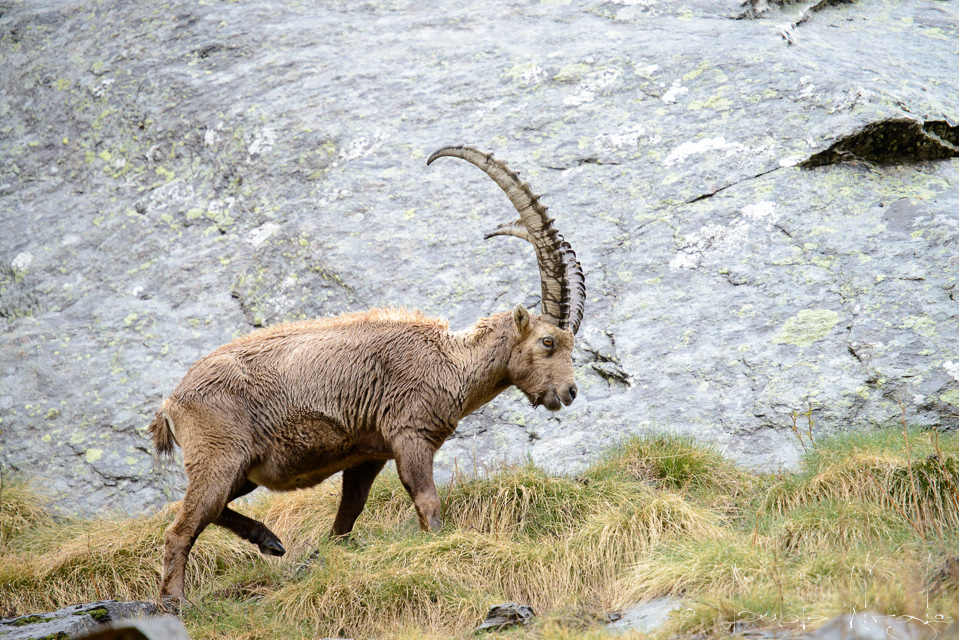 Bouquetin des Alpes (Capra ibex)
