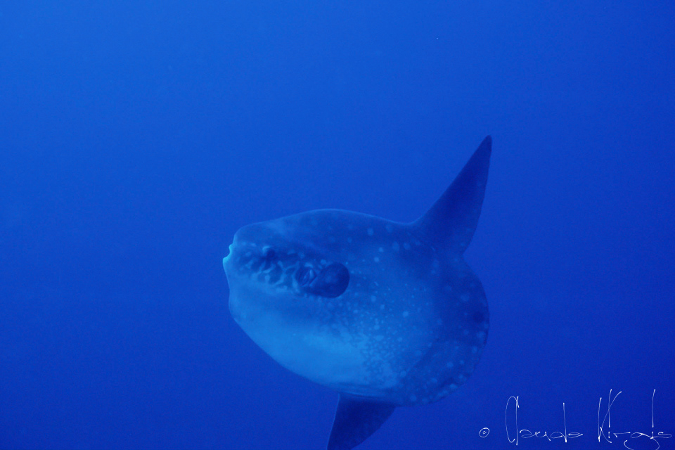 Poisson-Lune (Mola mola)