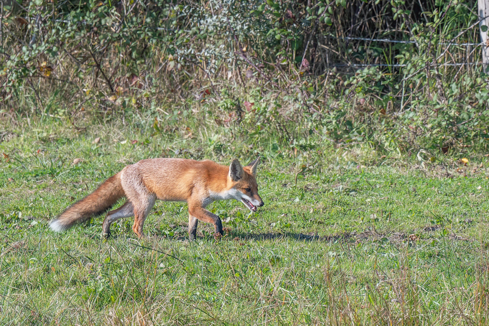 Renard roux d'Europe (Vulpes vulpes)