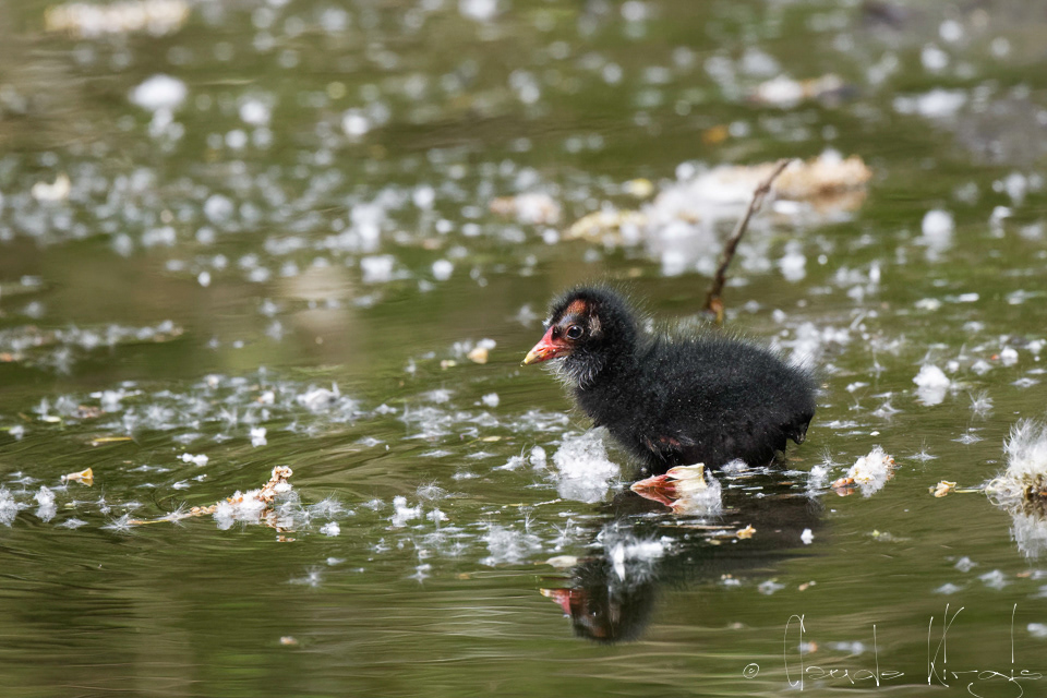 Gallinule Poule-d'eau-poussin (Gallinula chloropus)