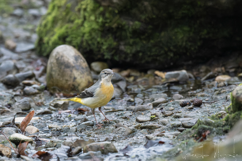 Bergeronnette des ruisseaux (Motacilla cinerea)