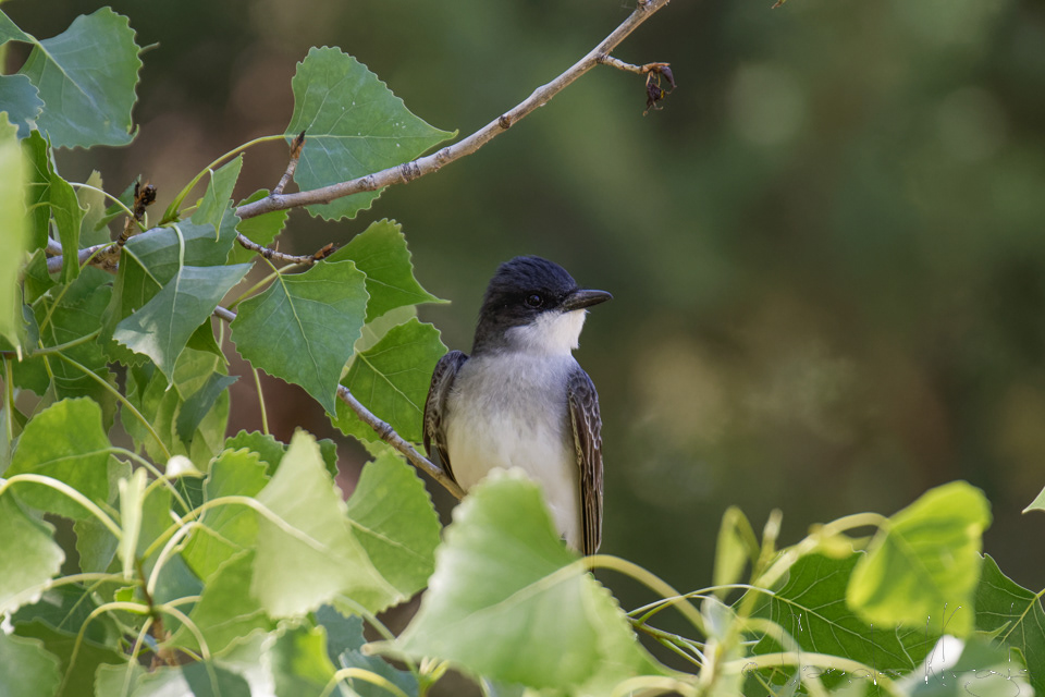 Tyran tritri-Eastern Kingbird (Tyrannus tyrannus)