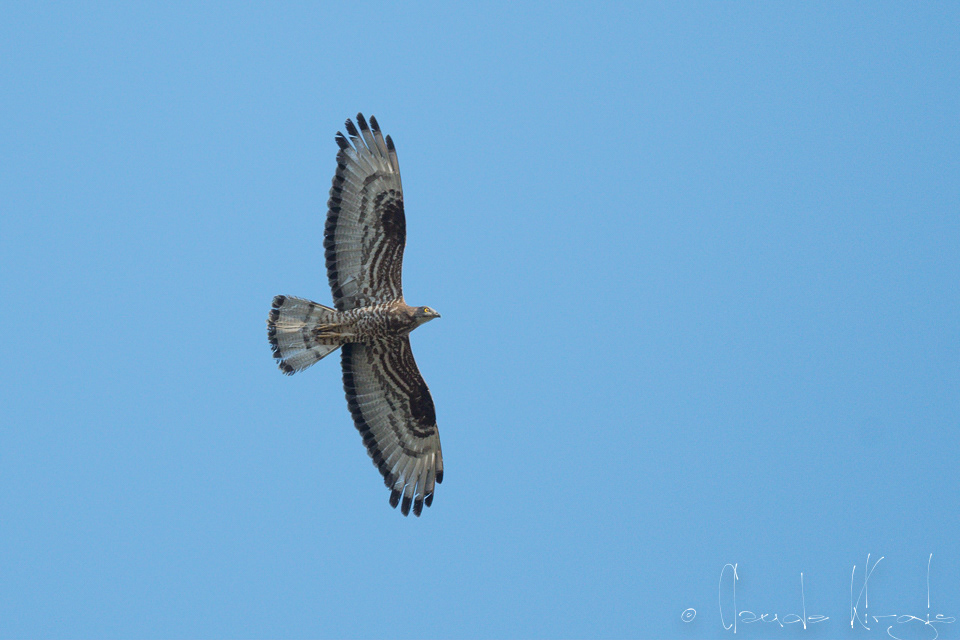 Bondrée apivore (Pernis apivorus)