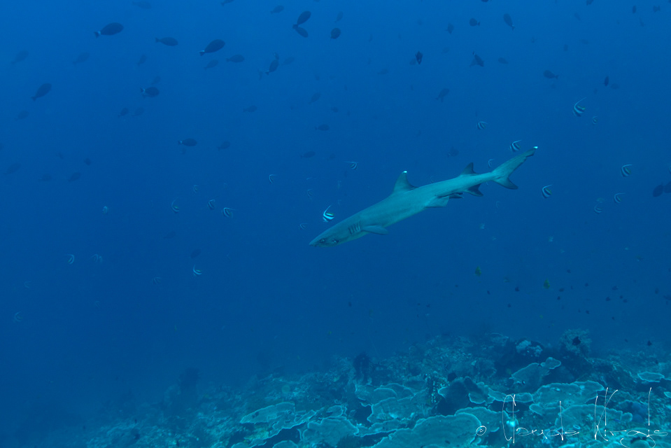 Requin corail (Triaenodon obesus)