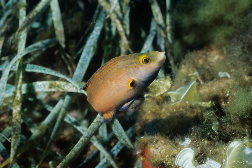 Crénilabre méditerranéen (symphodus mediterraneus)