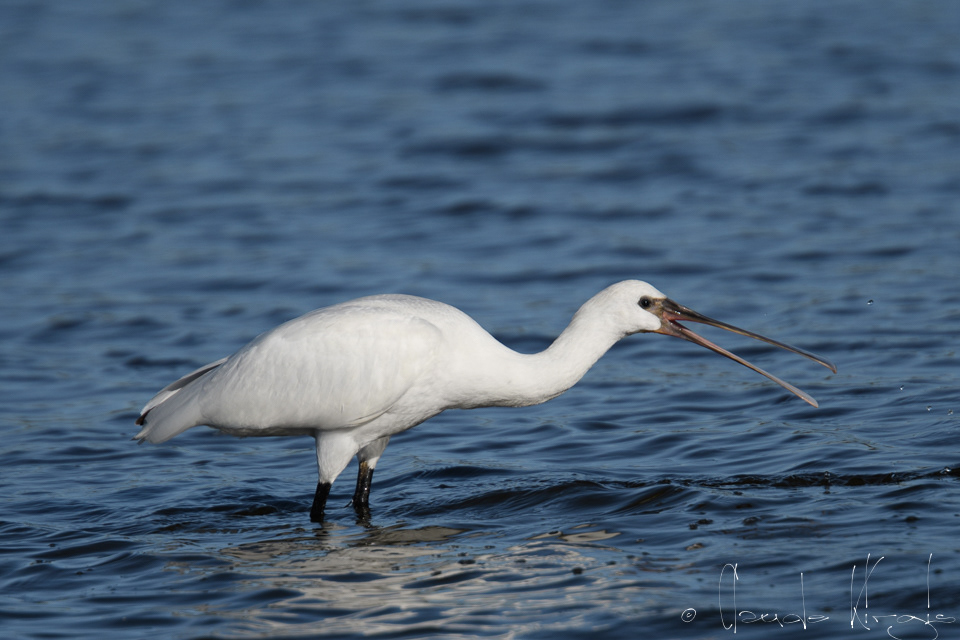 Spatule blanche-juvénile (Platalea leucorodia)