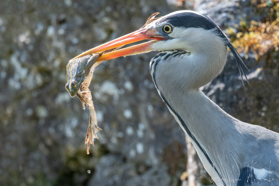 Héron cendré (Ardea cinerea)