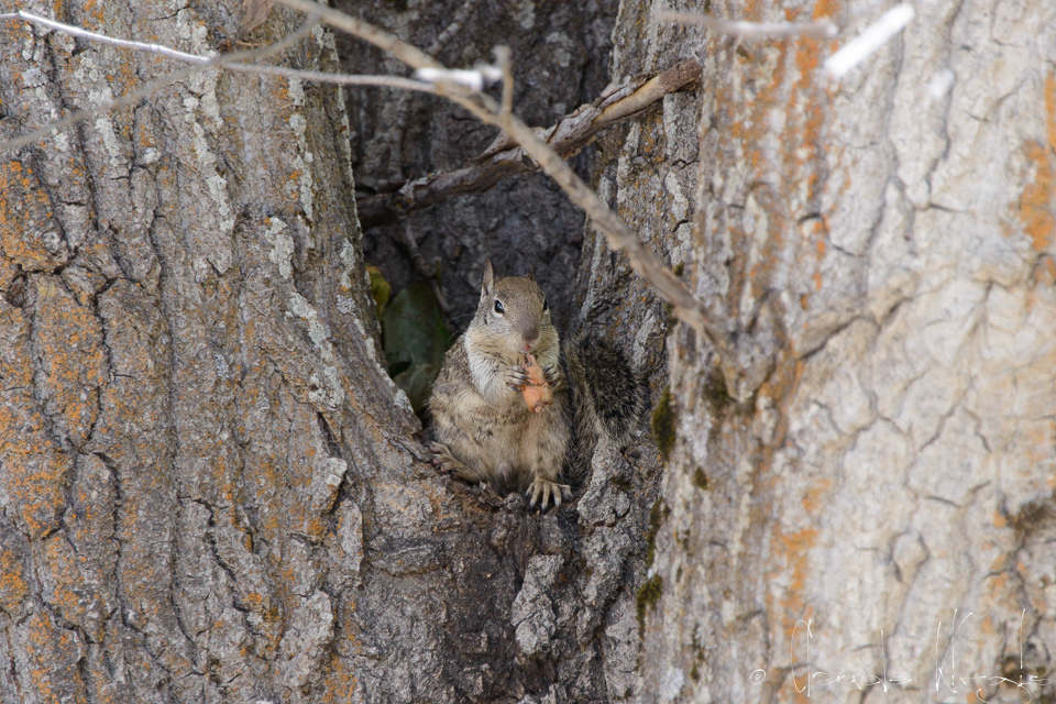 Ecureuil Terrestre de Californie (Spermophilus beecheyi)