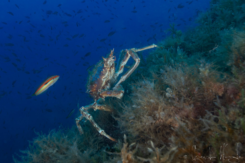 Grande araignée de mer (Maia squinado)