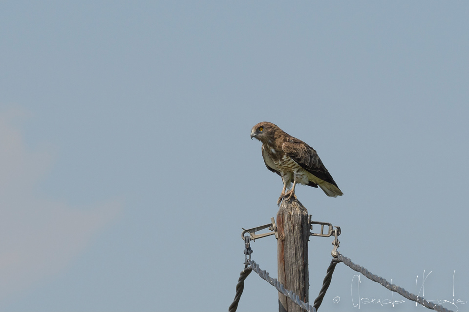 Circaète Jean-le-Blanc (Circaetus gallicus)