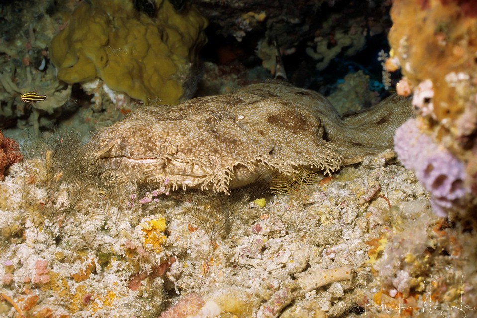 Wobbegong orné (Orectolobus ornatus)