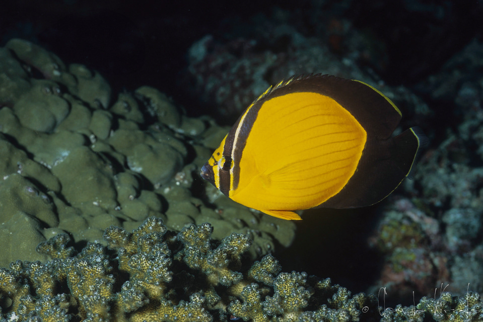 Poisson-papillon Persan ( Chaetodon melapterus)