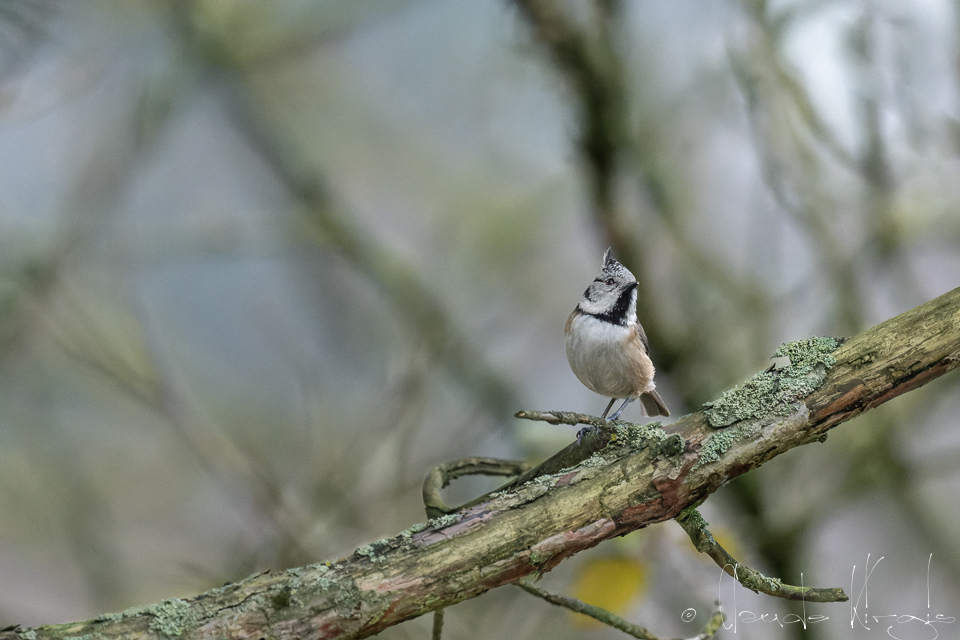 Mésange huppée (Lophophanes cristatus)
