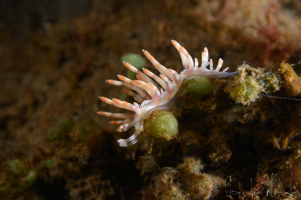 Flabelline à double cercles blancs (Flabellina bilas)