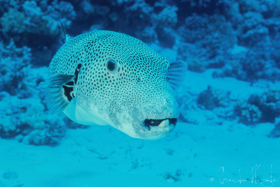 Poisson-Ballon étoilé (Arothron stellatus)