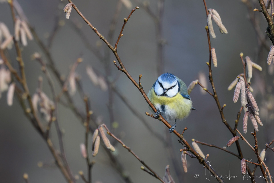 Mésange bleue (Cyanistes caeruleus)