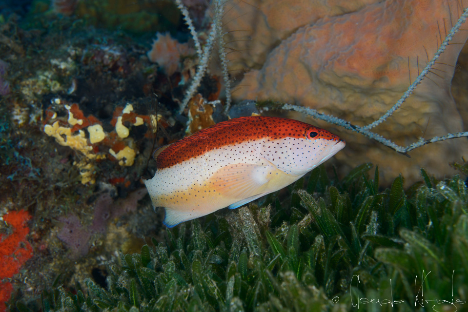 Coné Watalibi-Phase bicolore (Cephalopholis fulvus)