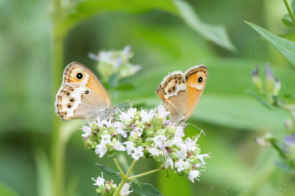 Le Céphale (Coenonympha arcania)