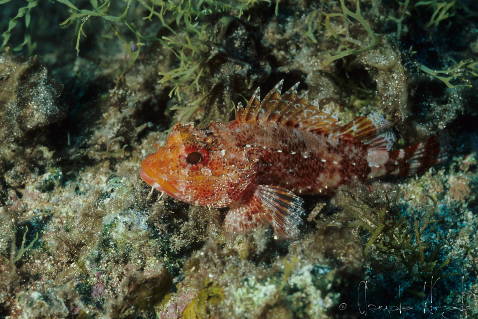 Rascasse de Madère (Scorpaenidae maderensis)