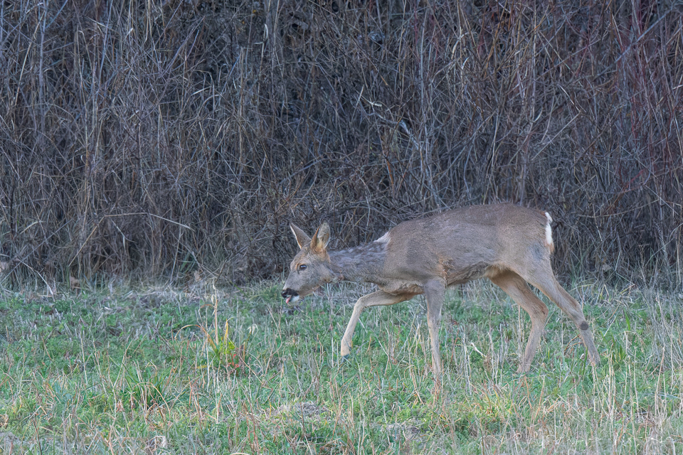 Chevreuil d'europe-femelle (Capreolus capreolus)