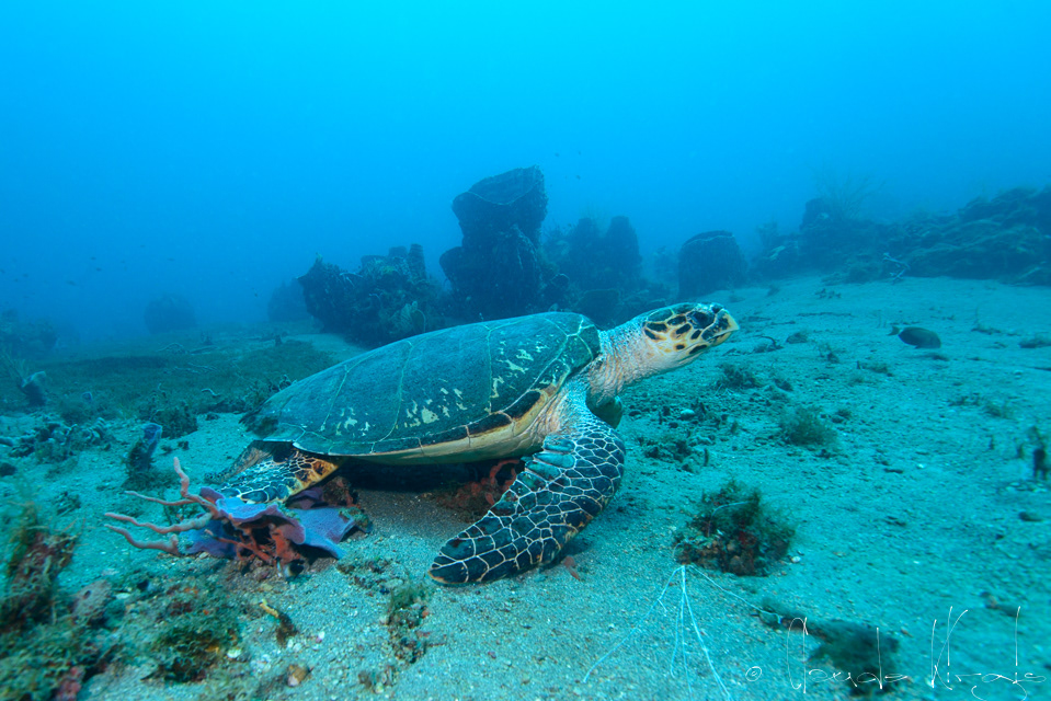 Tortue imbriquée (Eretmochelys imbricata)