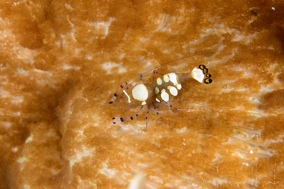 Crevevette paon (Periclimenes brevicarpalis)