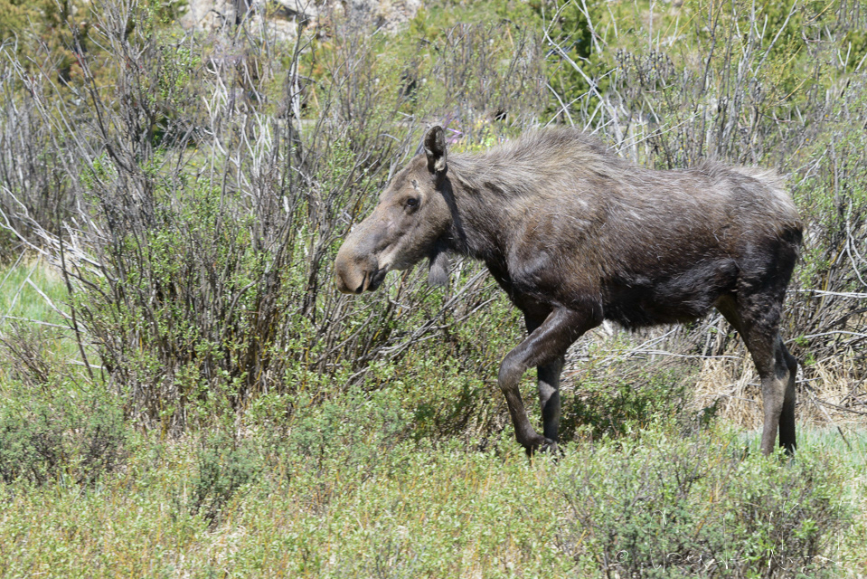 Elan-Femelle-Moose (Alces amaricanus)