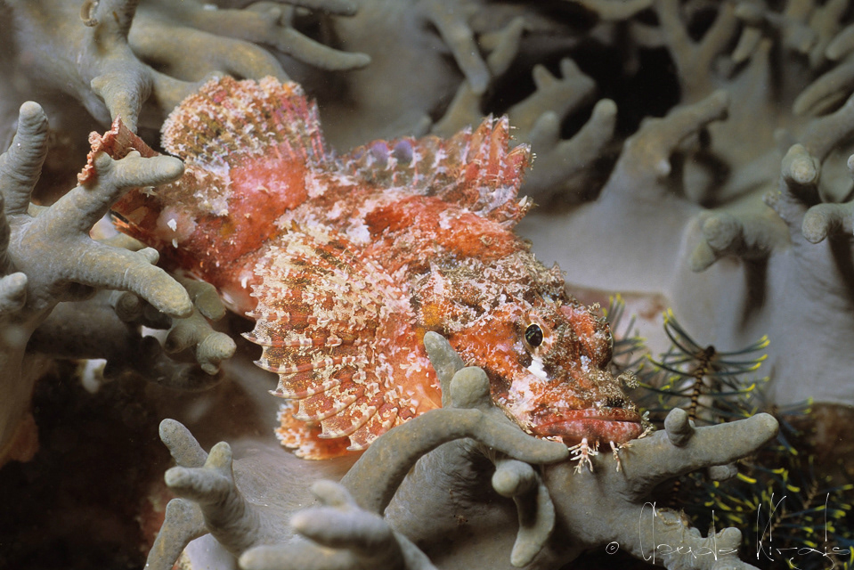 Poisson-Scorpion à houppes (Scorpaenopsis oxycephala)