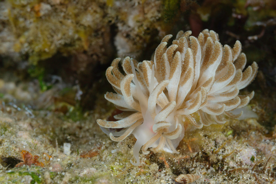 Phyllodesmium de Jakobsen (Phyllodesmium jakobsenae)