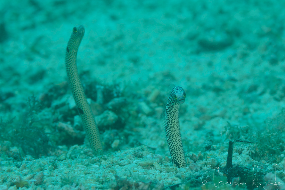 Anguille jardinière à points (Heteroconger hassi)