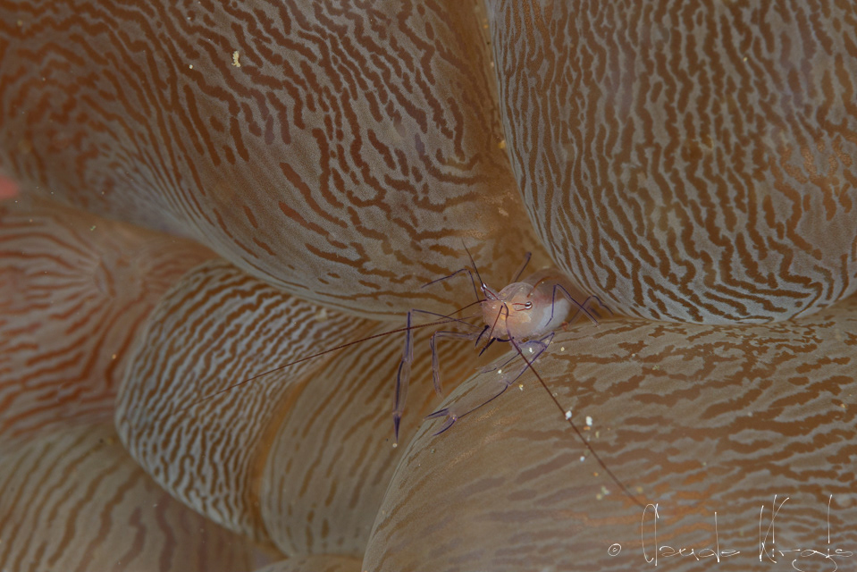 Crevette Vir (Vir philippinensis)