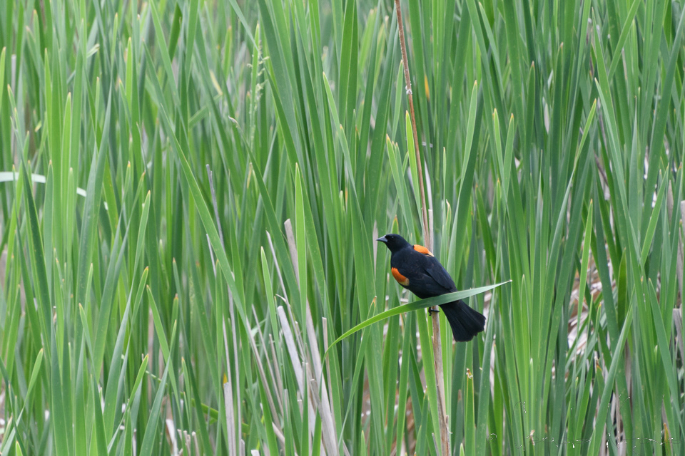 Carouge à épaulettes-mâle-Red-winged (Aggelaius phoeniceus)