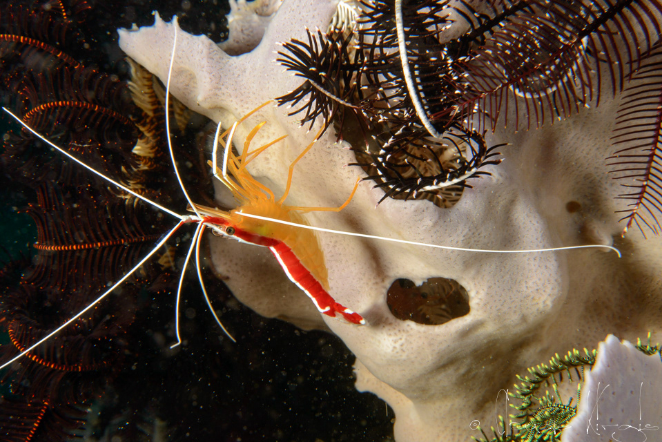 Crevette nettoyeuse à bande blanche (Lysmata amboinensis)