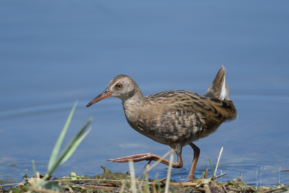 Râle d'eau-Juvénile (Rallus aquatus)