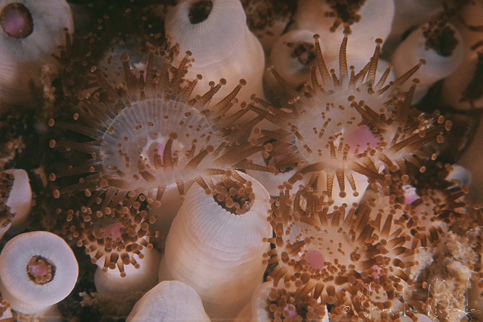 Anémone bijou (Corynactis viridis)