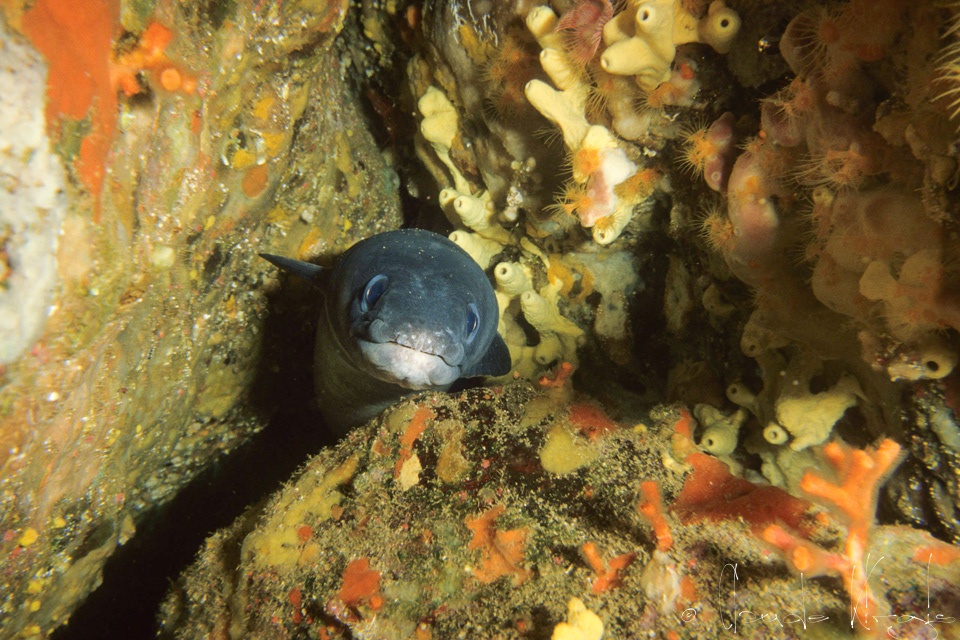 Congre (Conger conger)