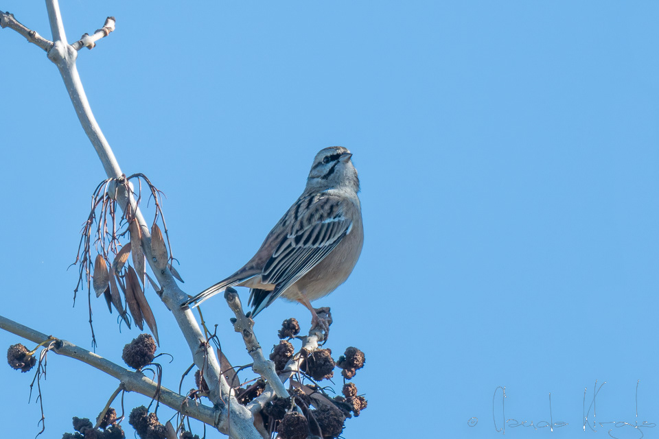 Bruant fou (Emberiza cia)