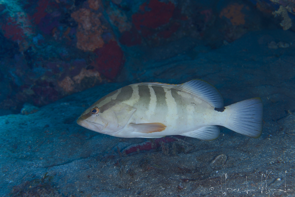 Mérou de Nassau (Epinephelus striatus)