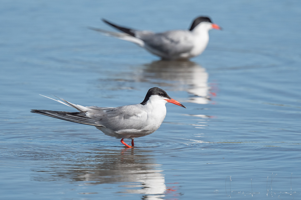 Sterne Pierregarin (Sterna hirundo)