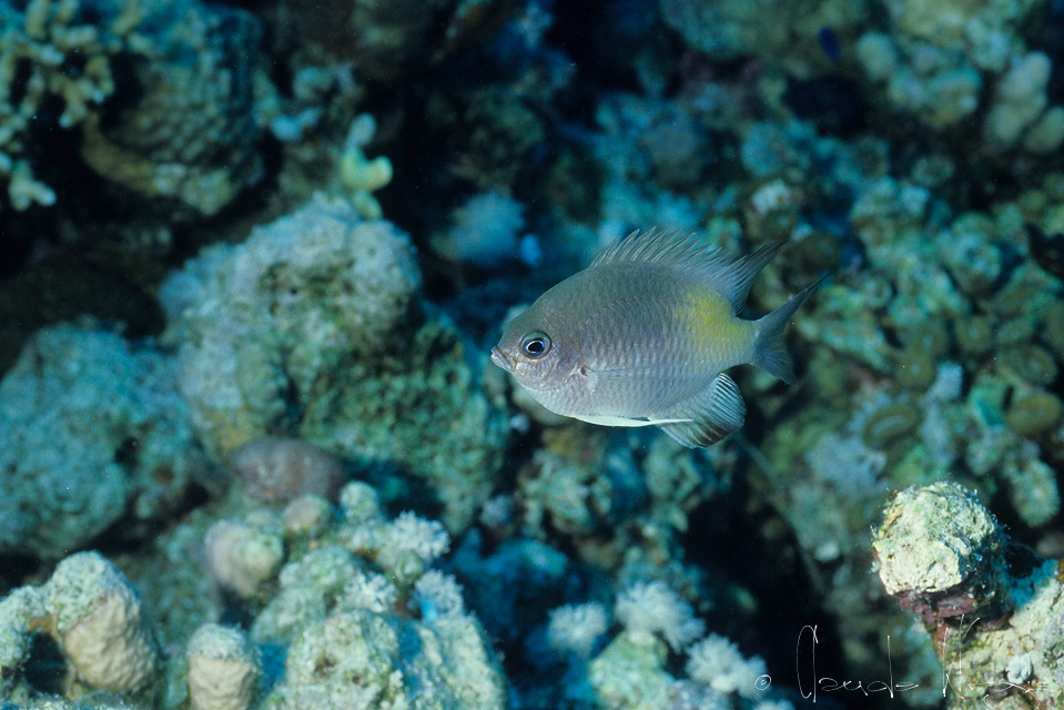 Demoiselle à Flancs Jaunes (Amblyglyphidodon flavilatus)