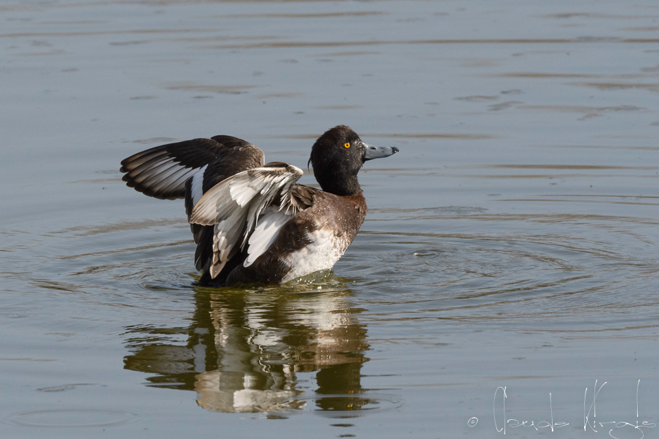Filigule morillon-femelle(Aythya filigula)