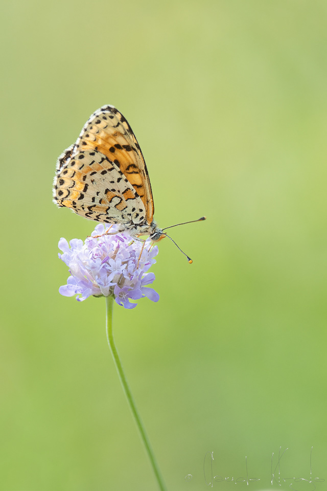 La Mélitée orangée (Melitaea didyma)