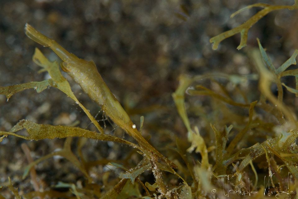 Crevette épée ocellée (Tozeuma lanceolatum)