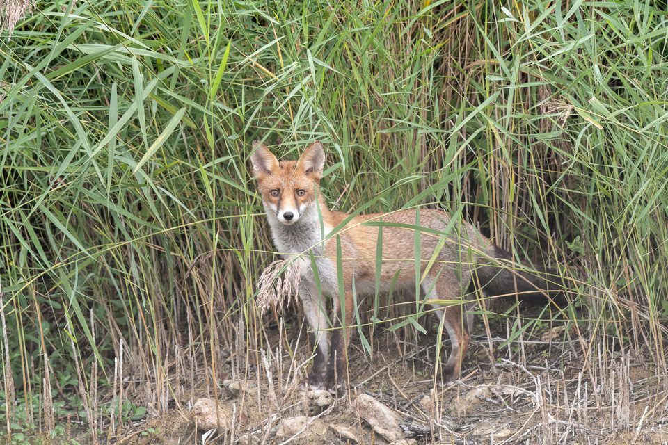 Renard Roux (Vulpes vulpes)