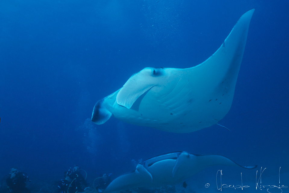Raie Manta Géante (Manta birostris)