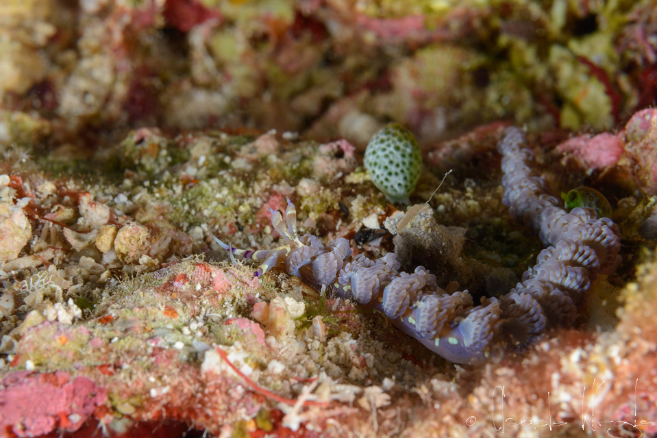 Dragon bleu (Pteraeolidia ianthina)