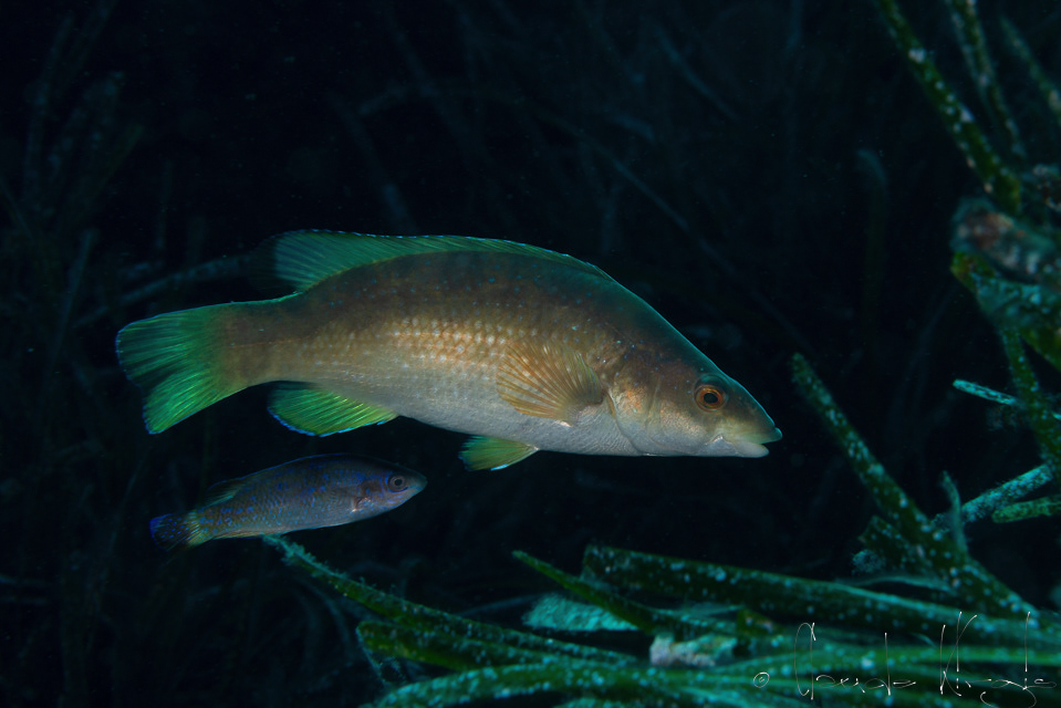 Le labre vert & le crénilabre à queue noire (Labrus viridis & Symphodus melanocercus)0