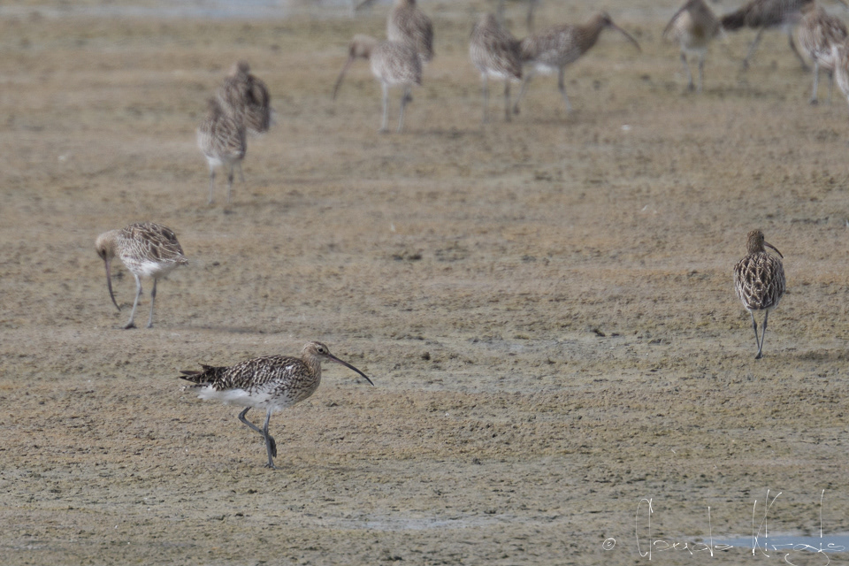 Courlis cendré (Numenius arquata)