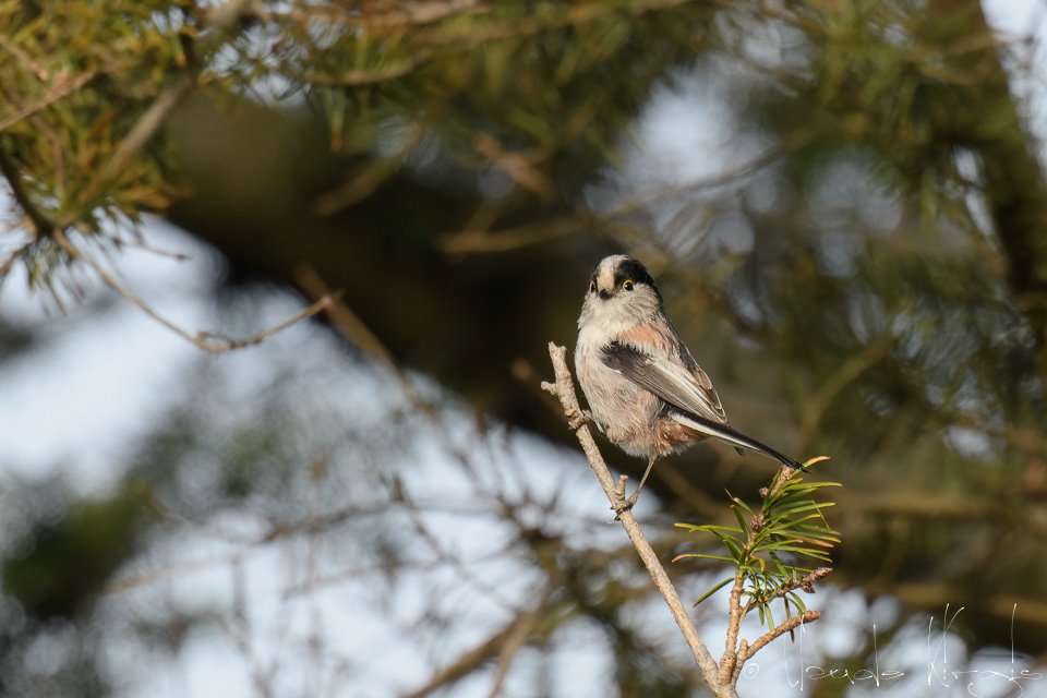 Orite à longue queue (Aegithalos caudatus europaeus)