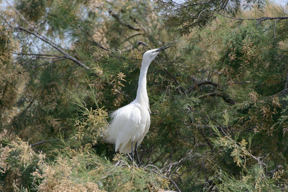 Aigrette garzette (Egretta garzetta)